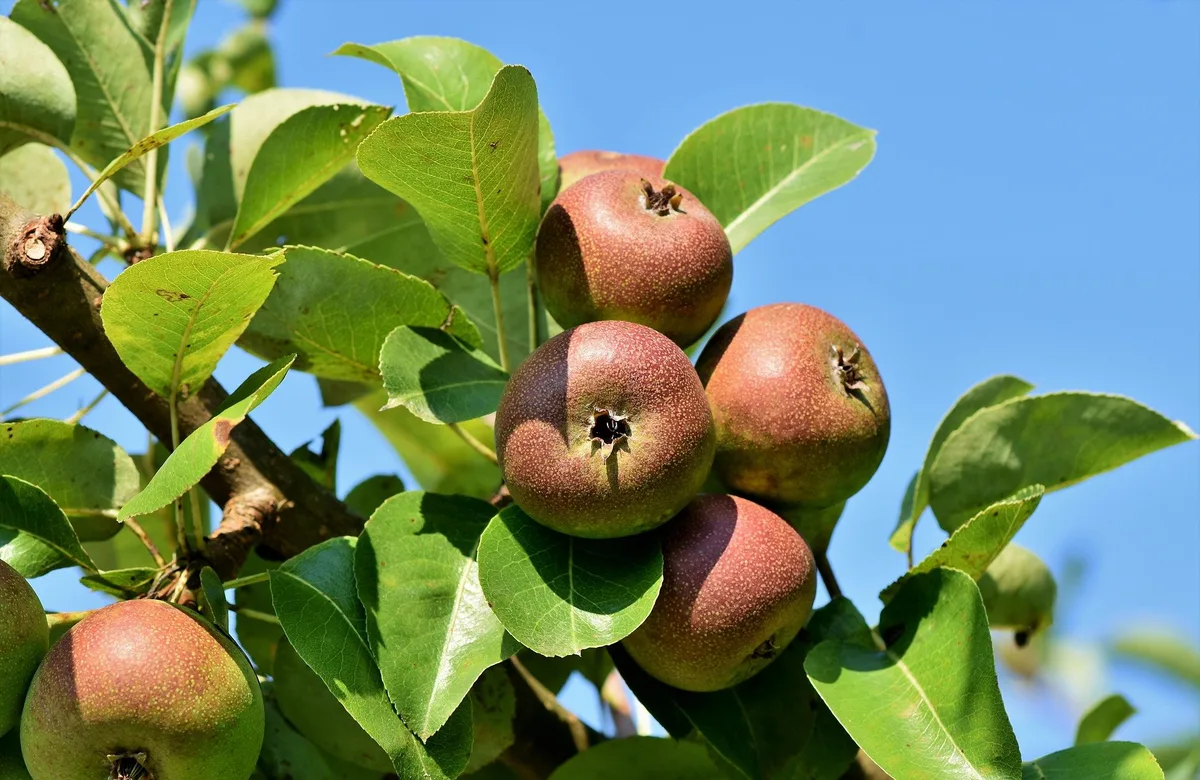 apples-gc22cb3b02_1920 Betriebe mit weniger als 75 Hochstammbäumen profitieren mehr davon