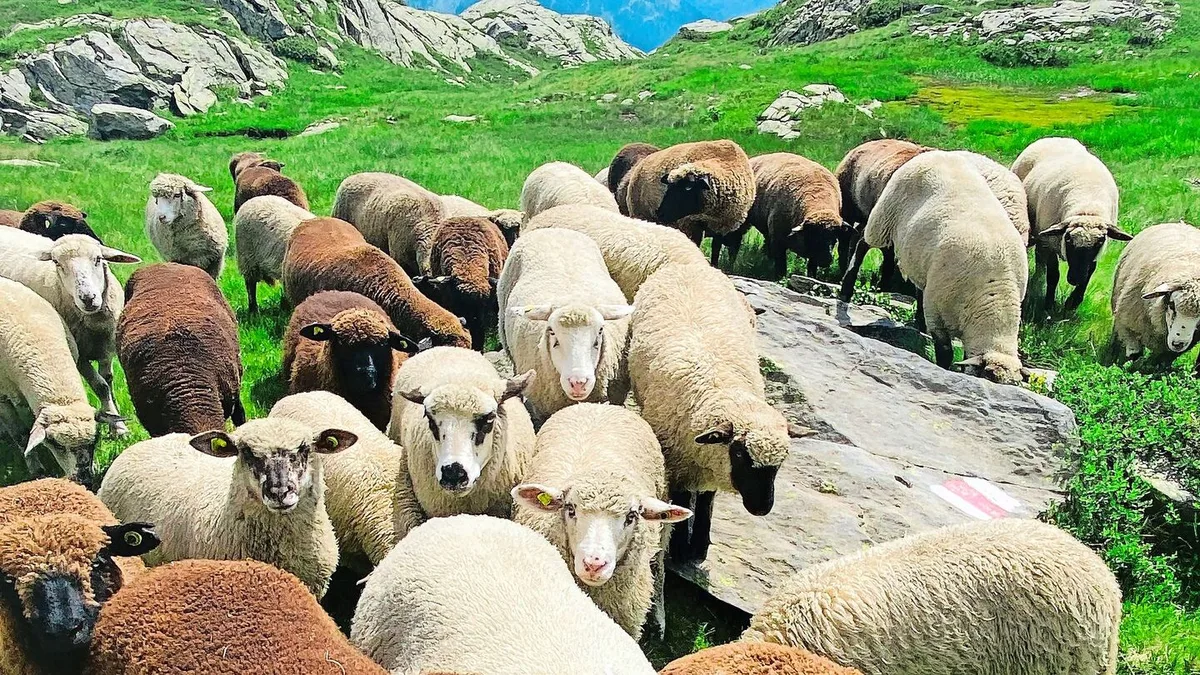 Schafe haben Därme, die am schönsten klingen. Die Technologie verdrängte sie. Ein Geigenbauer hat sie wiederbelebt.