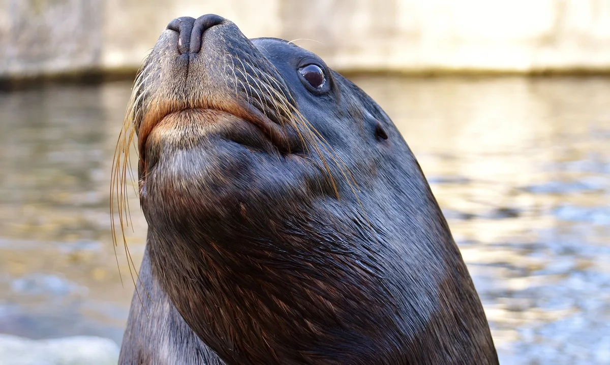 Fast 600 Seelöwen sind in Peru an Vogelgrippe gestorben