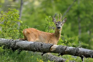Zu hohe Wildbestände machen teure Schutzmassnahmen nötig, gibt der FSV zu bedenken. Gleichzeitig stecke man beträchtliche Mittel in die Pflege der Schutzwälder, die Förderung der Waldbiodiversität und die Anpassung des Waldes an den Klimawandel. Diese Mittel müssten im Sinne der Steuerzahlenden eine Wirkung erzielen.
