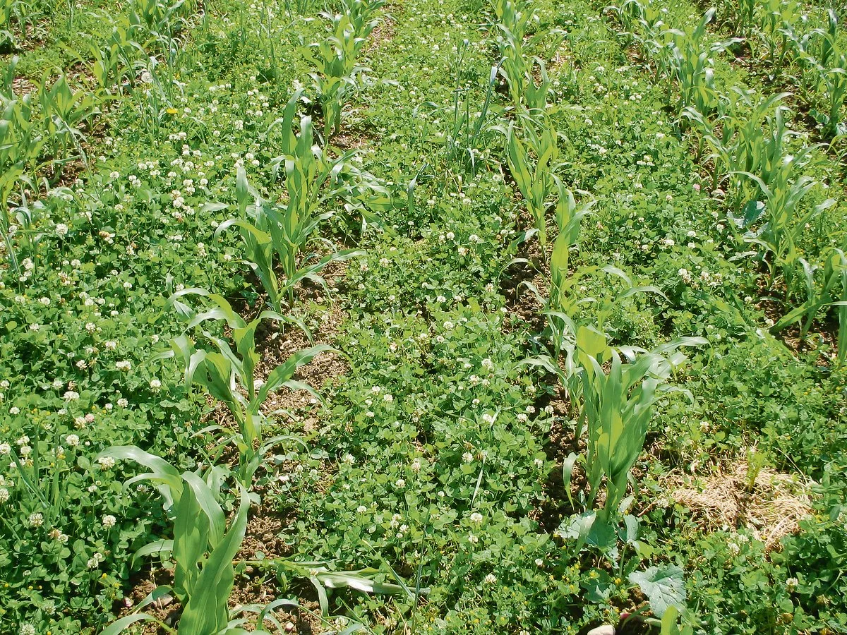 3de498fc1ed847e45697aaa07c978d0e8d18f33e Eine Leguminosen-Untersaat im Mais bewährt sich besser als eine Raigras-Mischung. (Bild Hansueli Dierauer)