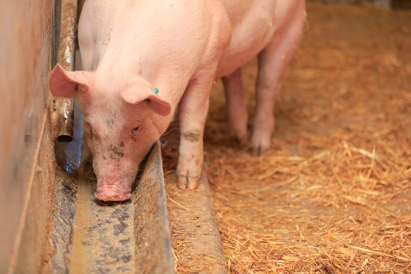 Tierisches Protein für Schweine und Hühner – das wird komplex