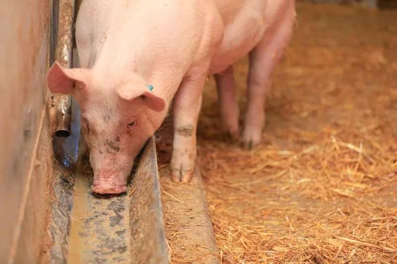 schwein_trog_peter_roethlisberger Tierisches Protein für Schweine und Hühner – das wird komplex