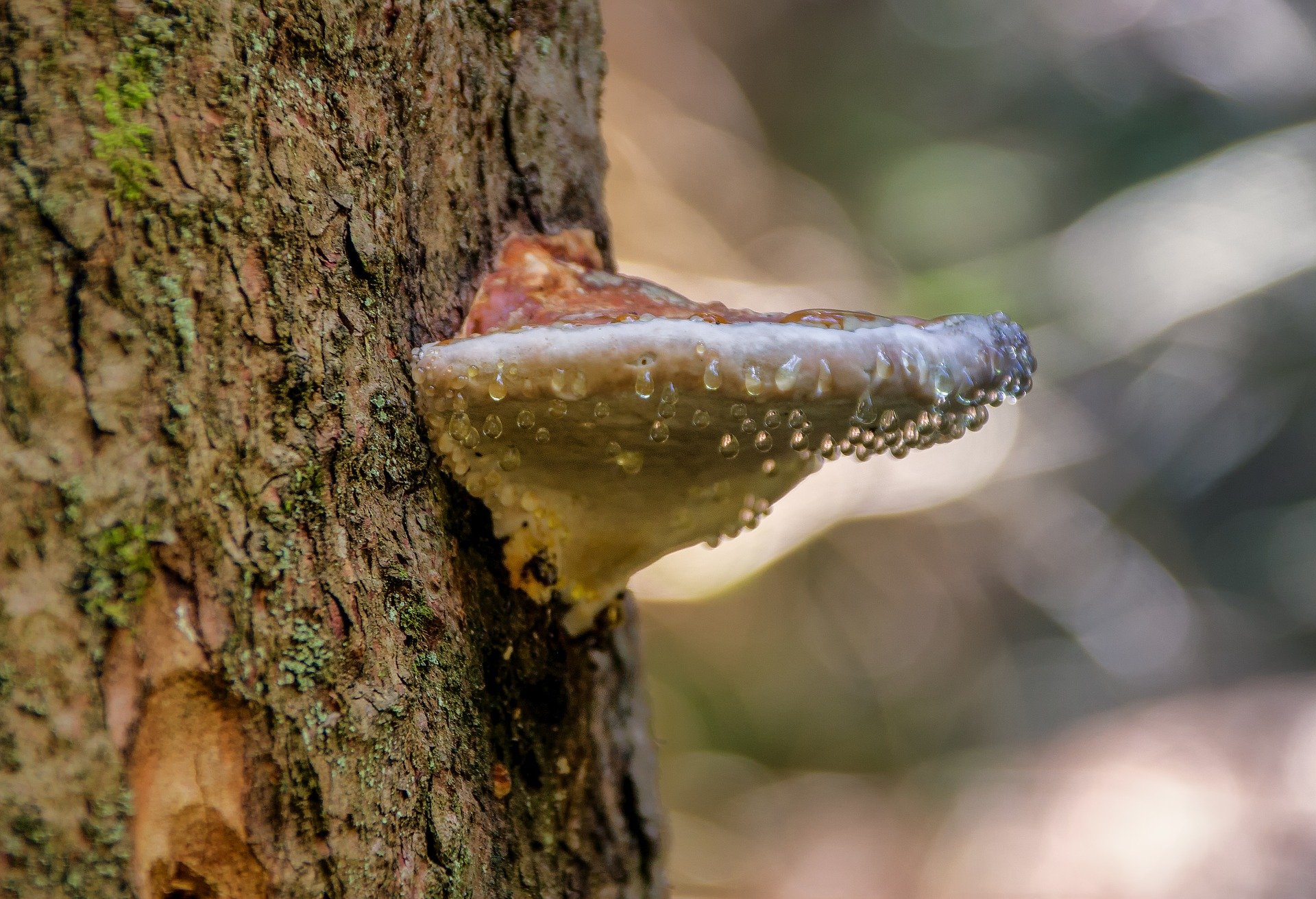 Eingeschleppte Schadorganismen können einheimische Bäume gefährden. (Bild analogicus/pixabay)