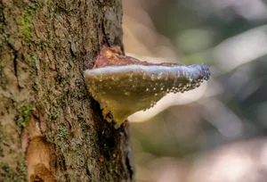 Eingeschleppte Schadorganismen können einheimische Bäume gefährden. (Bild analogicus/pixabay)