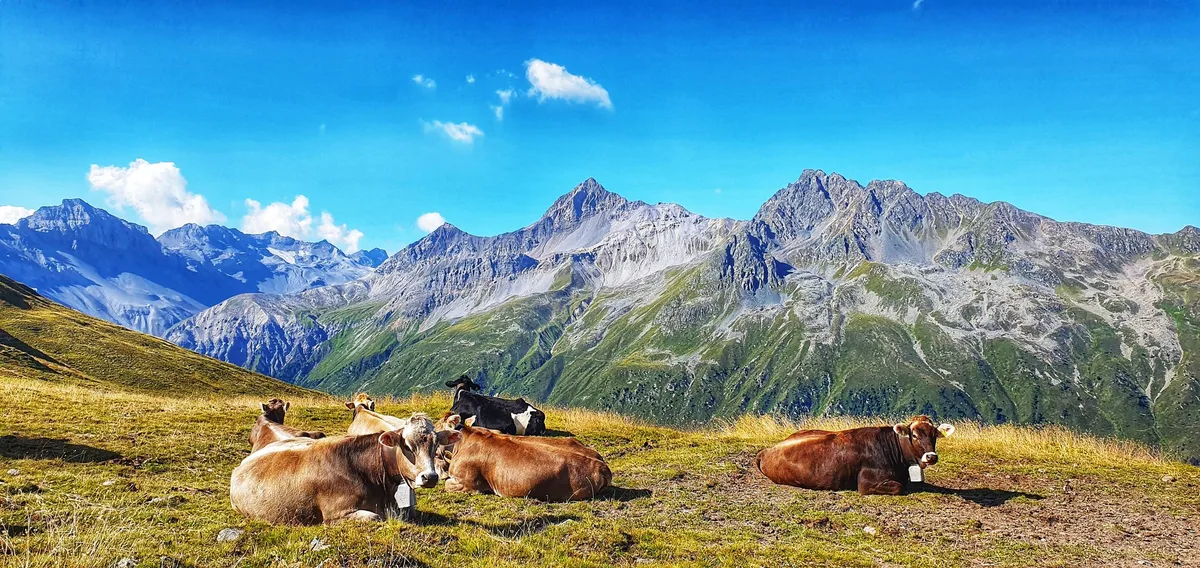 Was Kühe, Ziegen und Schafe für Natur und Landschaft leisten