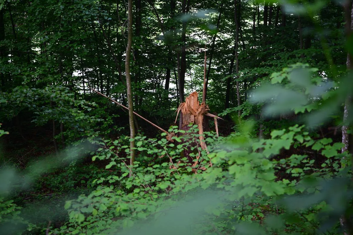 Fast die Hälfte der Schweizer Wälder ist nicht natürlich