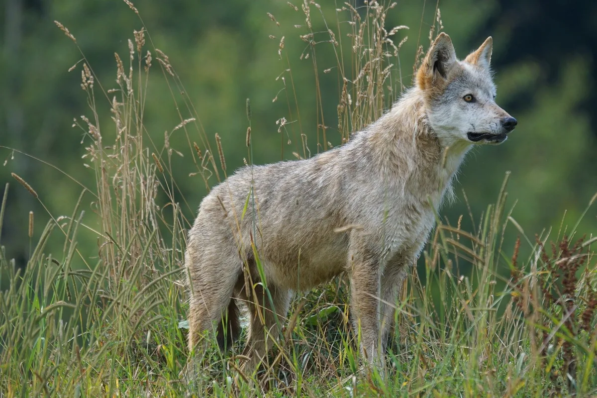 wolf_marcel_langthim Jungwolf aus dem Rudel am Wannaspitz zum Abschuss freigegeben