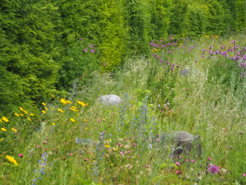 b944cd5ccc5ee8ef260e428c9477d34d45c5d28d Ein farbenprächtiges Beispiel mit blühenden Wildstauden als Saum neben einer Eibenformhecke. (Bilder Ruth Bossardt)