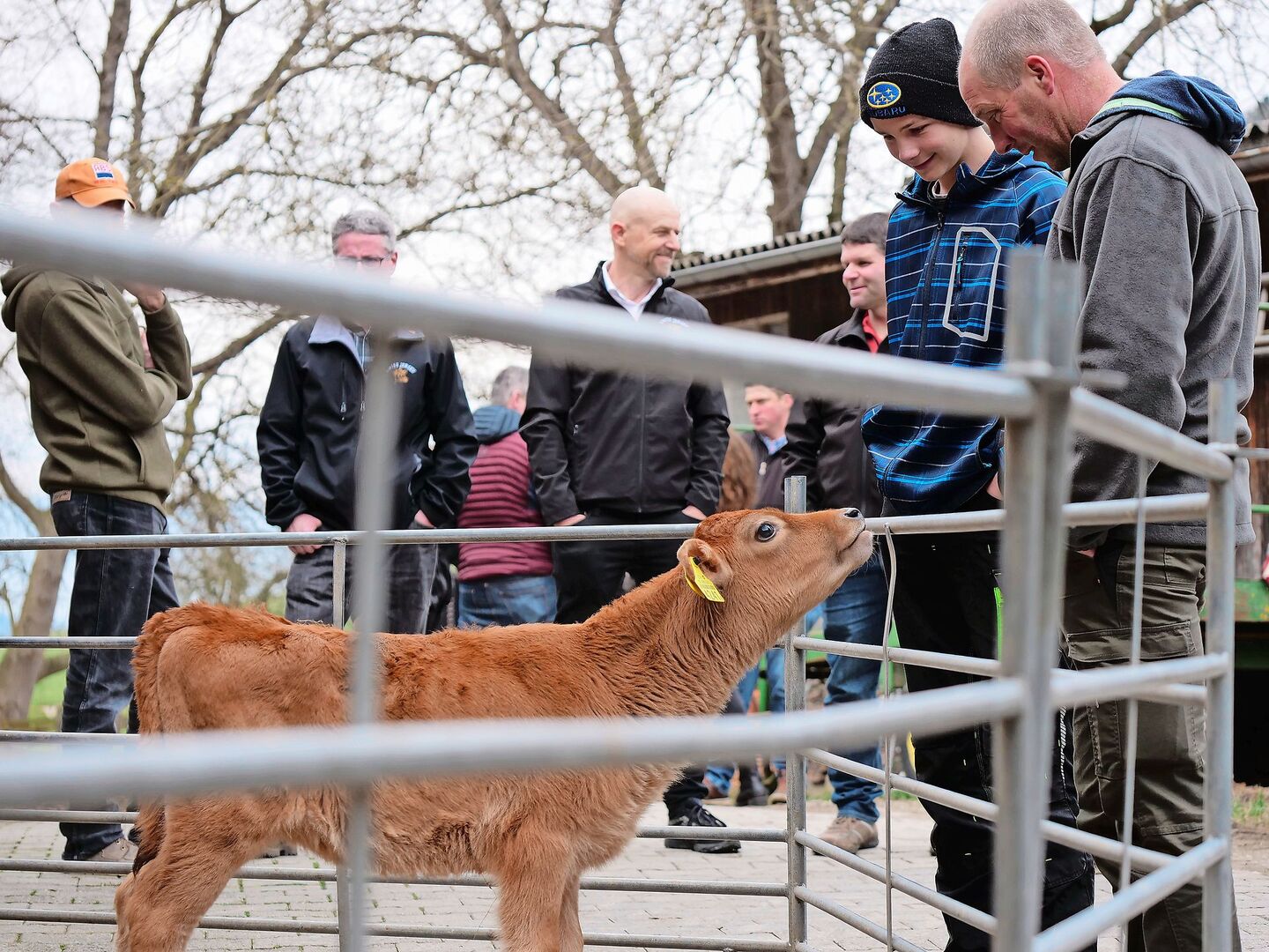 Die Rasse Jersey ist bekannt für ihre Neugier, unabhängig vom Alter des Tieres. Dies war auch bemerkbar bei der Besichtigung des Biohofes Badertscher anlässlich der diesjährigen Generalversammlung von Swiss Jersey.