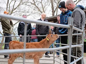 Die Rasse Jersey ist bekannt für ihre Neugier, unabhängig vom Alter des Tieres. Dies war auch bemerkbar bei der Besichtigung des Biohofes Badertscher anlässlich der diesjährigen Generalversammlung von Swiss Jersey.