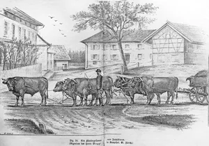Auf dem Gutsbetrieb von Julius Maggi in Kemptthal arbeitete man am Ende des 19. Jahrhunderts zuweilen mit einem Gespann von fünf Zuchtstieren.