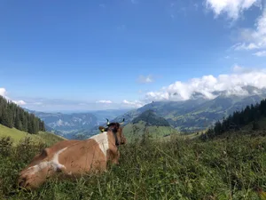 Eine Kuh ruht sich am Wanderweg zum Wiriehorn im Berner Oberland aus: Der Alpsommer 2023 geht in diesen Tagen vielerort zu Ende.