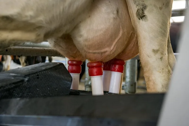 ba2cef8e00e56ea130b8c92ff99b65e35e545e63 Mastitis-Erreger können mit dem MID frühzeitig erkannt werden. (Bild BauZ)