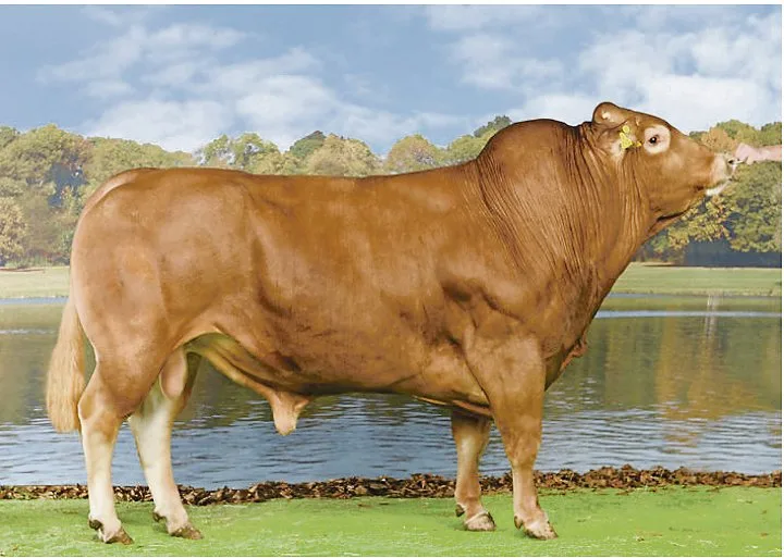 0ed8d7568ed42131fd7cb49b3c12c9c856943115 Auch bei Limousin-Stier Charlie wurden bei einzelnen Chargen die Samendosen verwechselt. Obwohl jemand mit Charlie besamt hat, könnte es daraus ein Holstein- oder SF-Kalb geben.(Bild KeLeKi)