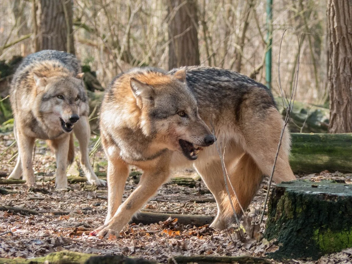 a5e587fcee5ddd9853271cbb8f0780afc18f88d3 Wölfe sind territoriale Tiere, deren Reviere in Europa durchschnittlich 200 bis 300 Quadratkilometer gross sind. Sind alle Territorien besetzt, wandern weitere Wölfe weg und können in neue Gebiete vordringen. (Bild MRCat/Pixabay)