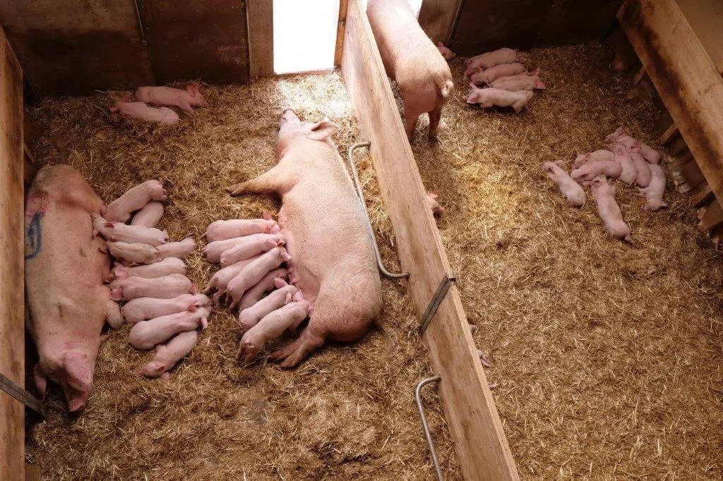 BZ-BET2-14-Schweine Die Geschwister Ruckli haben ein neues Absetzsystem entwickelt