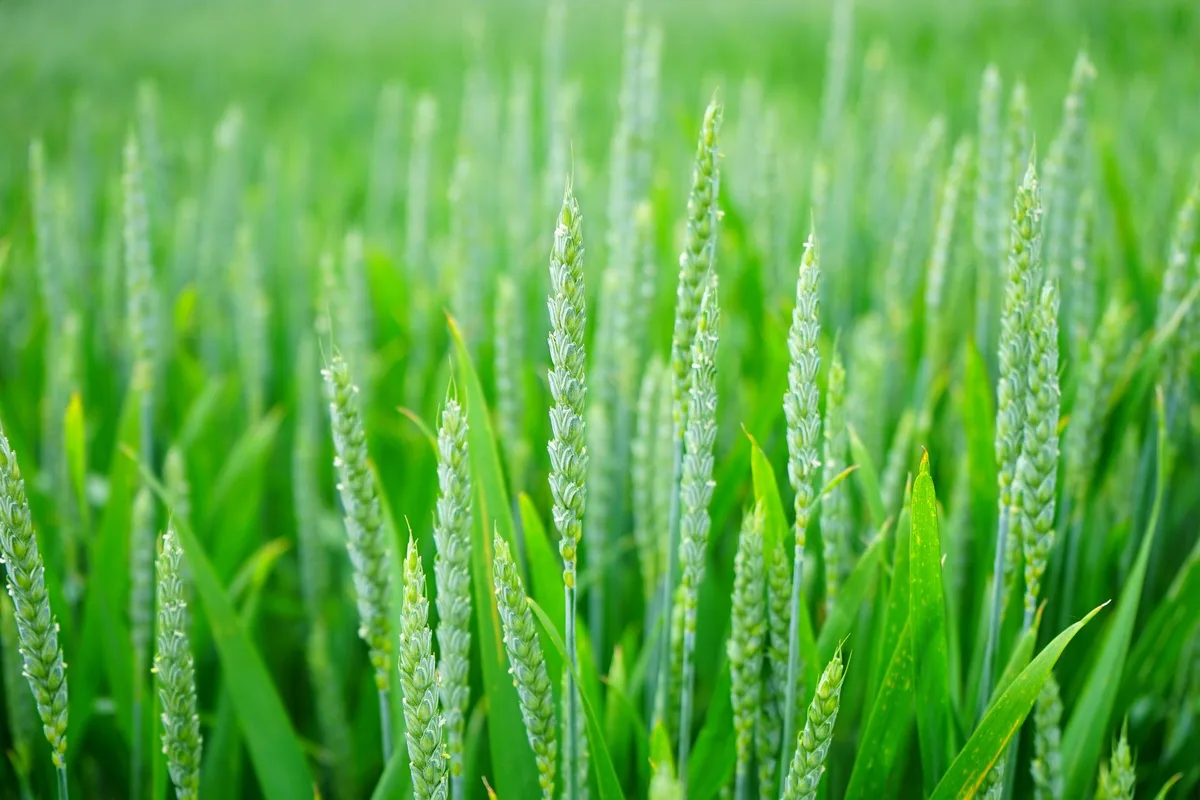 Die Richtpreise für Schweizer Bio-Brotgetreide wurden angehoben
