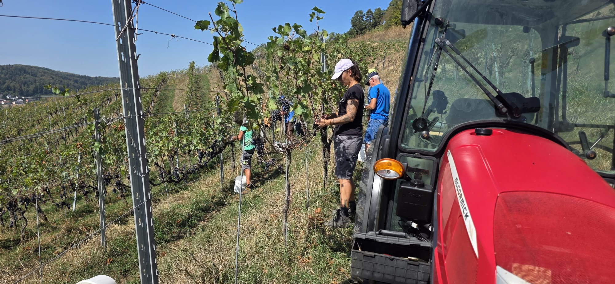 Nach dem Hagel scheint die Sonne: Team Schwarz bei der Weinlese.
