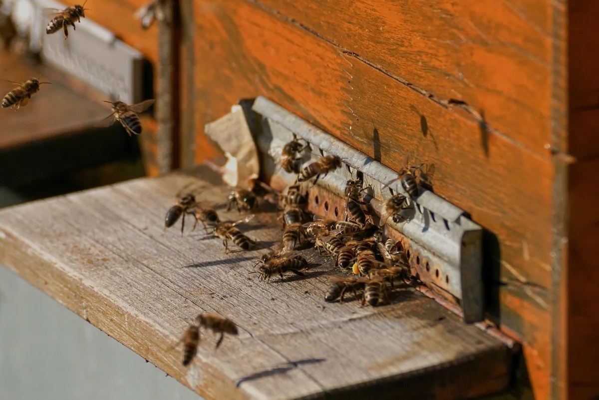 bee-colonies-g61cba797c_1920 Städtische Imkerei ist derzeit nicht nachhaltig