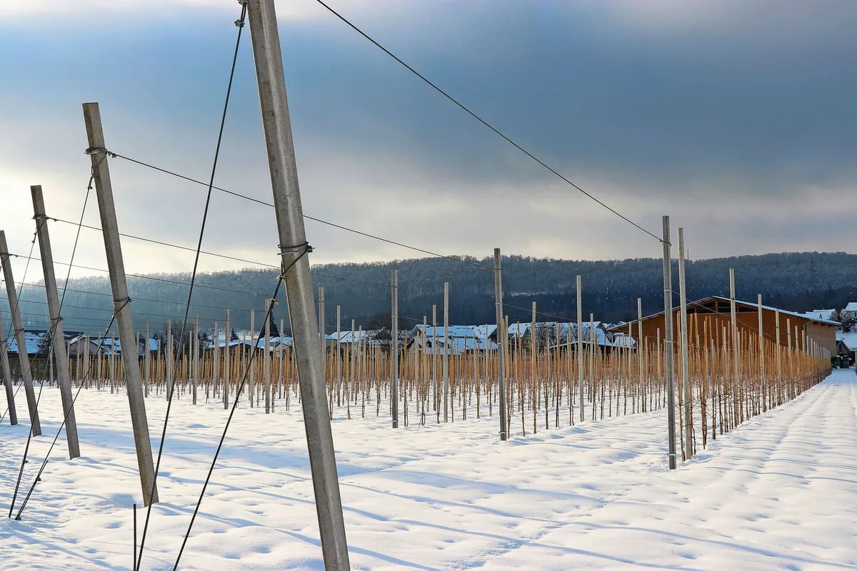 Auch im Obstbau stehen im Winter wichtige Arbeiten wie zum Beispiel der Winterschnitt oder die Personalplanung für die kommende Erntesaison an.