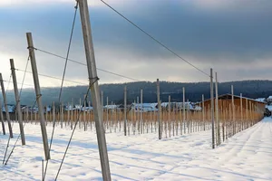 Auch im Obstbau stehen im Winter wichtige Arbeiten wie zum Beispiel der Winterschnitt oder die Personalplanung für die kommende Erntesaison an.