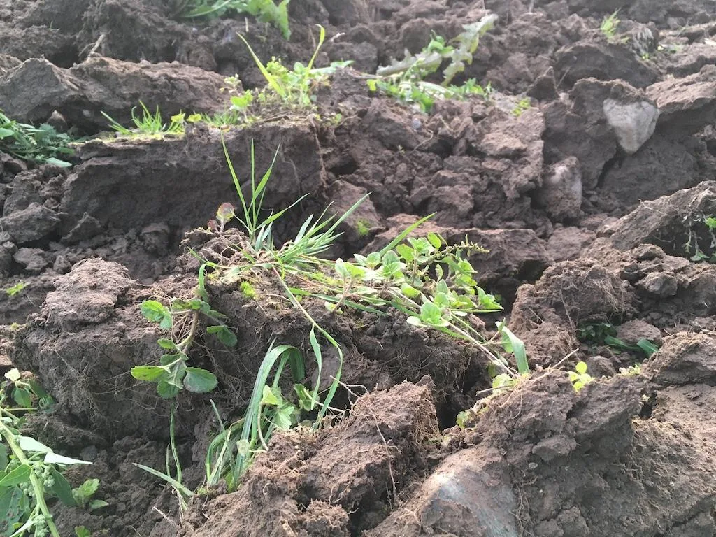 d22289f6f69befa051b6350998cdd0c415b668e8 Krzfristige CO2-Verluste aus dem Bodenspeicher sind jederzeit möglich. Gerade bei Änderungen der Bewirtschaftung können solche Verluste laut Agridea sehr hoch ausfallen. (Symbolbild jsc)