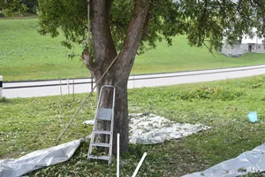 Der Baum in Obersaxen GR, wo sich der tödliche Sturz ereignete. (Bild Kapo GR)