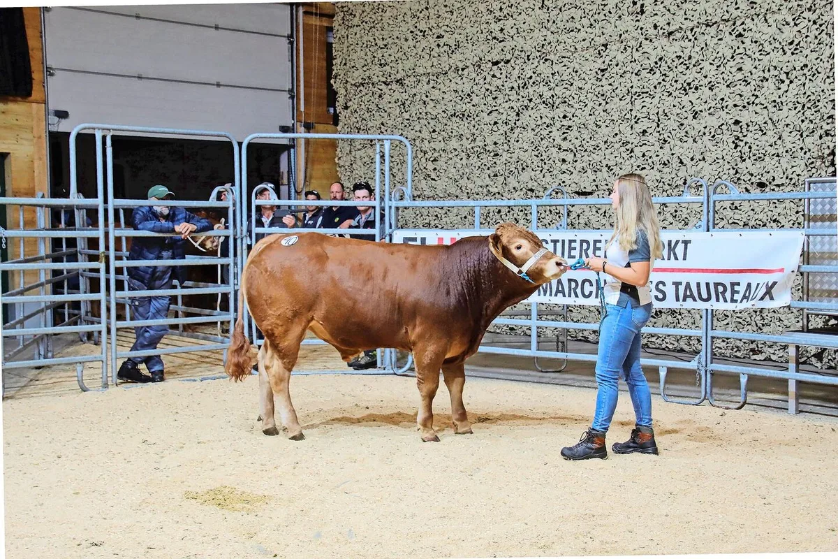 75b32f765d1365c66c5cd335883e8b760e2a0e27eaf4e6e660d29bd04245f460 Der Limousin-Stier Burris Dodo von Familie Burri aus Dagmersellen LU erzielte den Tageshöchstpreis von 8700 Franken.