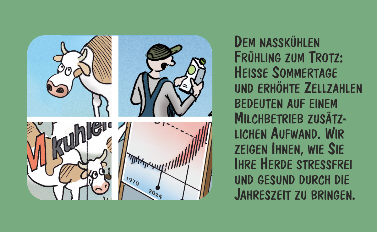 Cartoon von Marco Ratschiller/Karma: Kühe an heissen Sommertagen kühl halten
