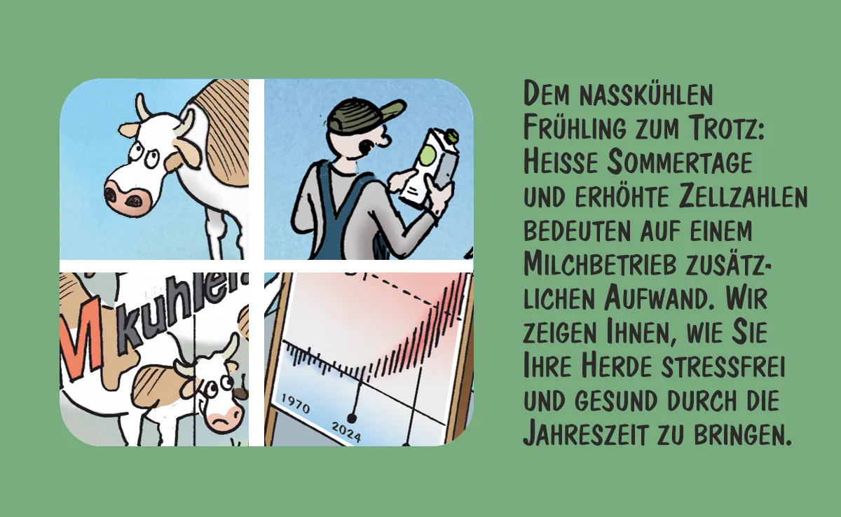 01_Juli Cartoon von Marco Ratschiller/Karma: Kühe an heissen Sommertagen kühl halten