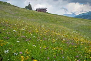 Auch auf der Alp kommt man heute kaum mehr ohne Internetanschluss zurecht. (Symbolbild Pixabay)