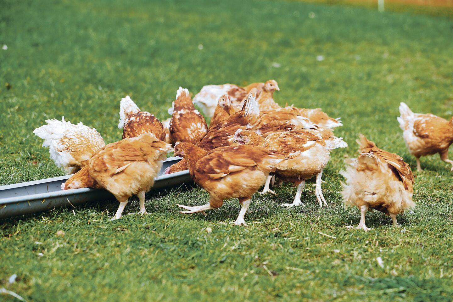 In Europa dürfen die Hennen vielerorts wegen der Vogelgrippe nicht mehr ins Freie.