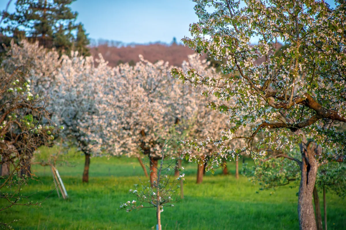 585A1260 Auch die alten Obstbäume sind gut für die Biodiversität