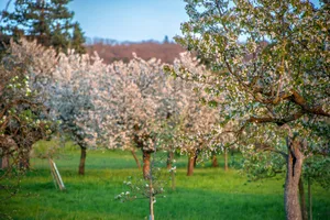Hochstamm Suisse finanziert Neupflanzungen mit dem Ziel, die Biodiversität zu fördern, die Kulturlandschaft zu erhalten und die Fruchtproduktion zu stützen.
