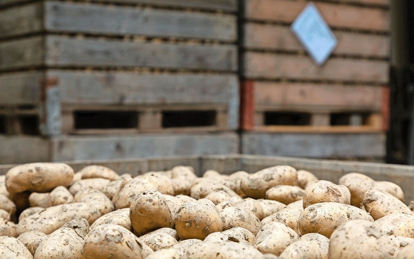 Aufgrund des hohen Krankheitsdrucks und der schwierigen Erntebedingungen erwarten die Lagerhalter eine anspruchsvolle Lagerperiode.