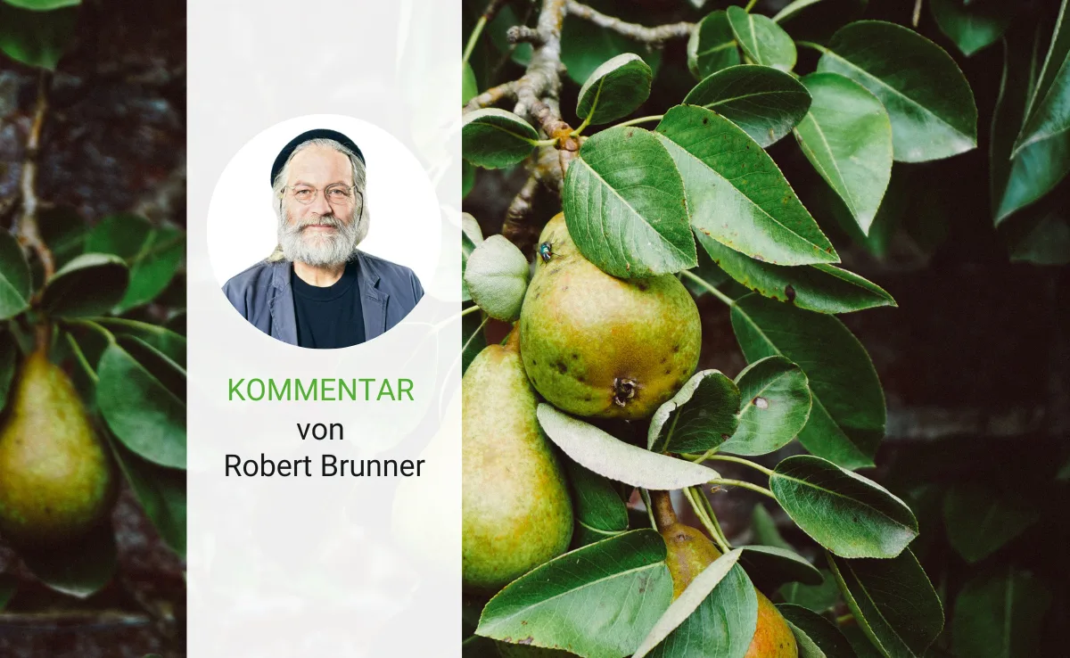 kommentar-brunner-46 Ohne Birnen kein Birnel