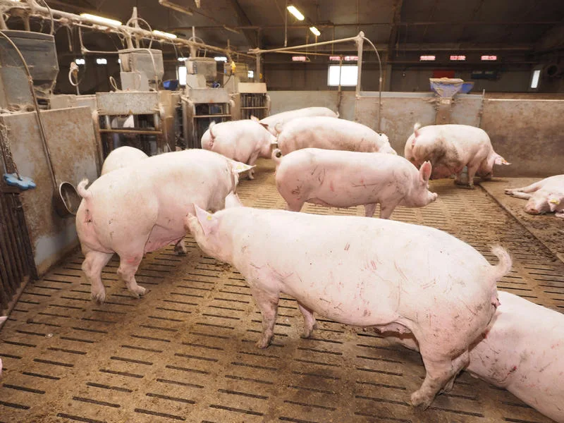 4606651ddd84d60b1e55a349f3c695c47a4d3e3c Innerhalb eines Jahres ging der deutsche Schweinebestand um zwei Prozent zurück. (Bild agrar-press)