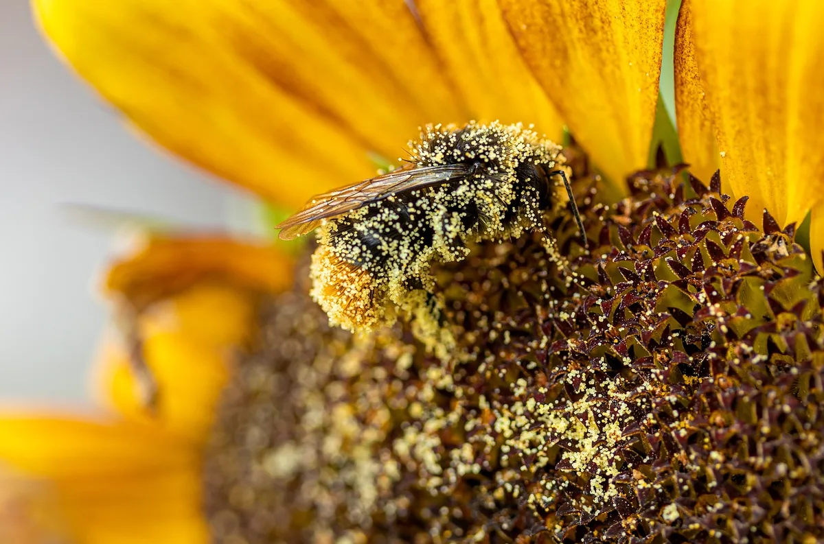 hummel-5549231_1280 Abnehmende Vielfalt bei den Insekten bedroht Ökosysteme