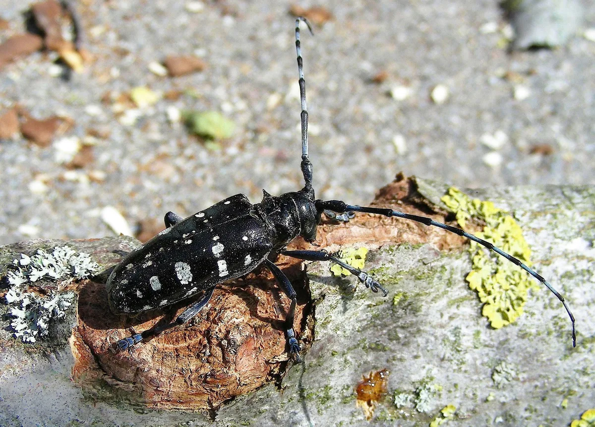 ALB_WSL Gefürchteter Waldschädling ist zurück: Asiatischer Laubholzbockkäfer in Luzern