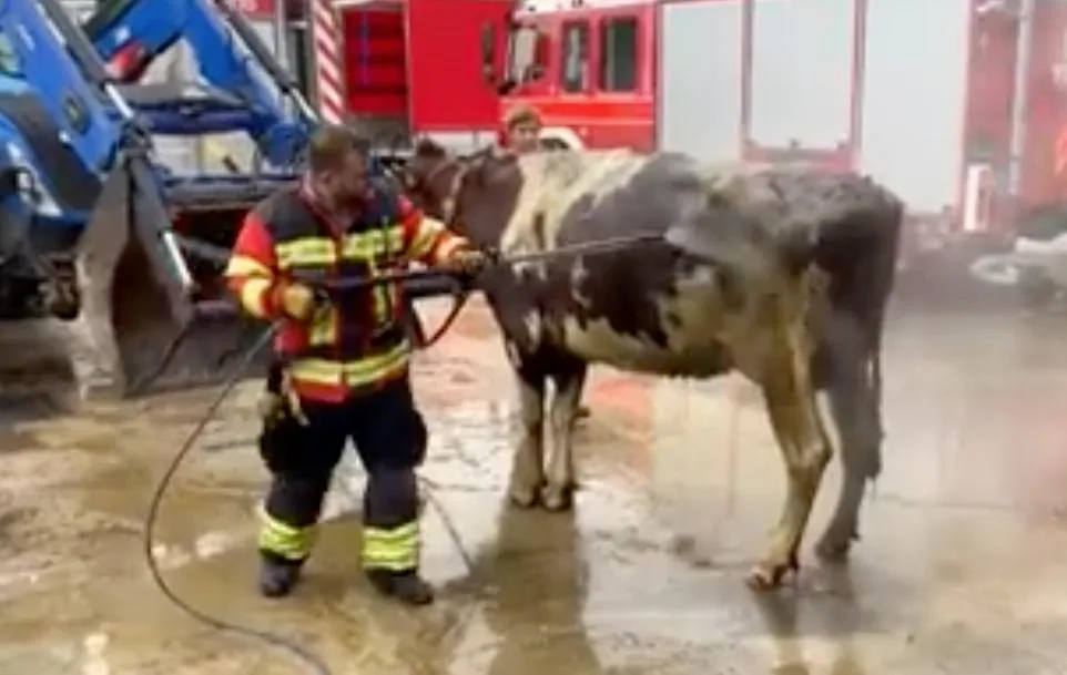 9dda0814756e11479d36b73f85a29274aedf8e5a Zur Rettung der Kühe arbeiteten der Grosstier-Rettungsdients, die Kantonspolizei und die Feuerwehr zusammen. (Bild Kapo SO)
