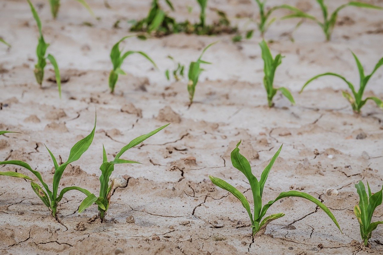 Der Klimawandel bringt sowohl Trockenheit als auch vermehrt Starkregen – beides Herausforderungen für die Landwirtschaft weltweit. (Bild Pixabay)