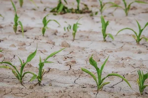 Der Klimawandel bringt sowohl Trockenheit als auch vermehrt Starkregen – beides Herausforderungen für die Landwirtschaft weltweit. (Bild Pixabay)