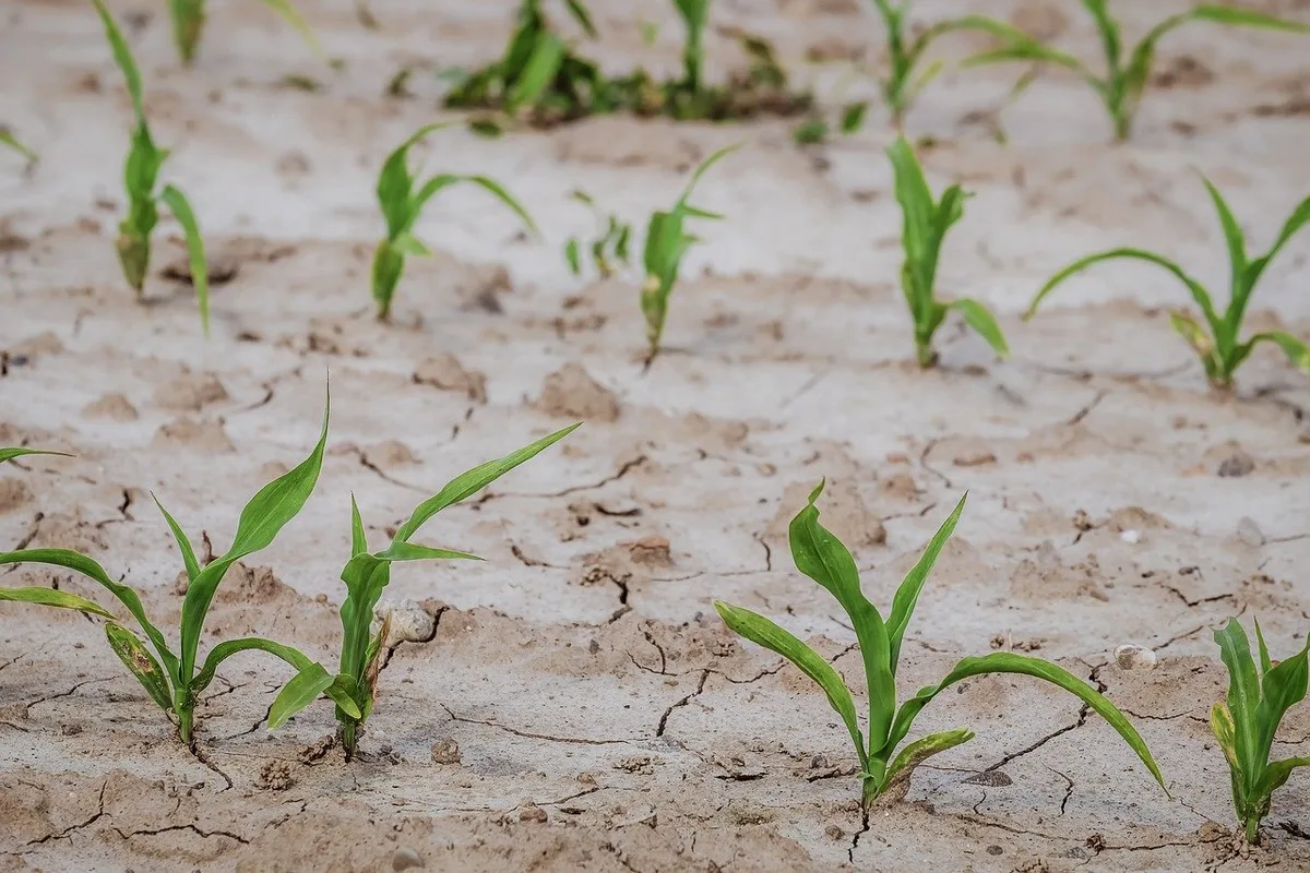 0f41a43a746f9fc6d7791b0d79fecb677ca69f36 Der Klimawandel bringt sowohl Trockenheit als auch vermehrt Starkregen – beides Herausforderungen für die Landwirtschaft weltweit. (Bild Pixabay)