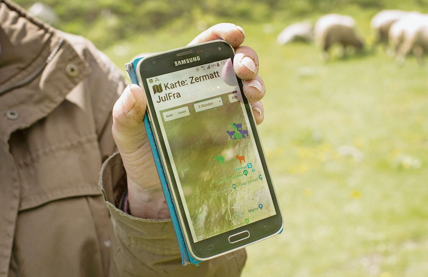 Der Alptracker zeichnet das Bewegungsverhalten der Schafe auf und informiert den Landwirt in Paniksituationen.