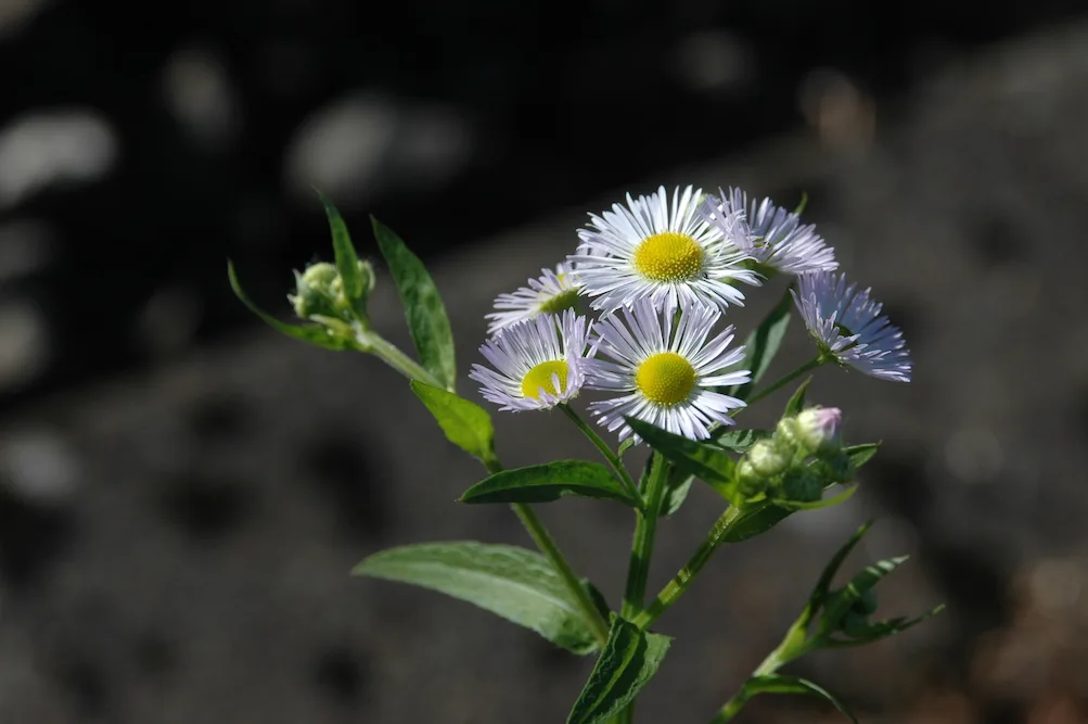 60ba7b243f6380c41e15fa3f565193b501f020c8 Des Berufskraut breitet sich rasant aus und bedroht nicht nur Biodiversitätsförderflächen. (Bild Neopyt.ch)