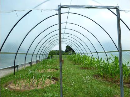 In Zürich Reckenholz vergleicht die Agroscope unter anderem verschiedene Bewässerungs-Regimes. (Bild Agroscope)