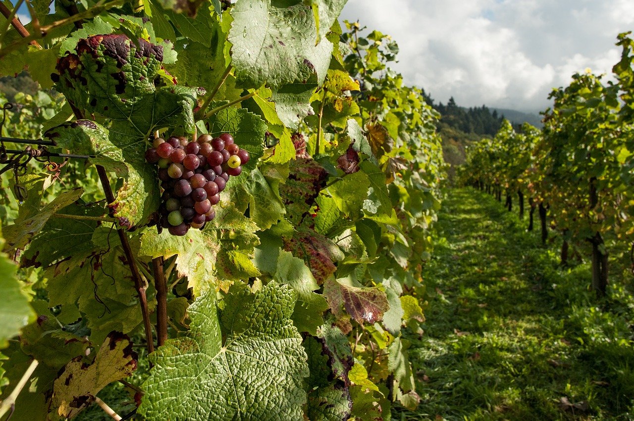 Von der Fusion profitiere sowohl die traditionelle Rutishauser Weinkellerei als auch die junge DiVino. (Bild Pixabay)