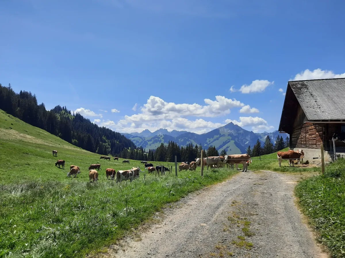 Bohnenboden-Tschirren Per Zufall auf der Alp die Freude am Käsen entdeckt