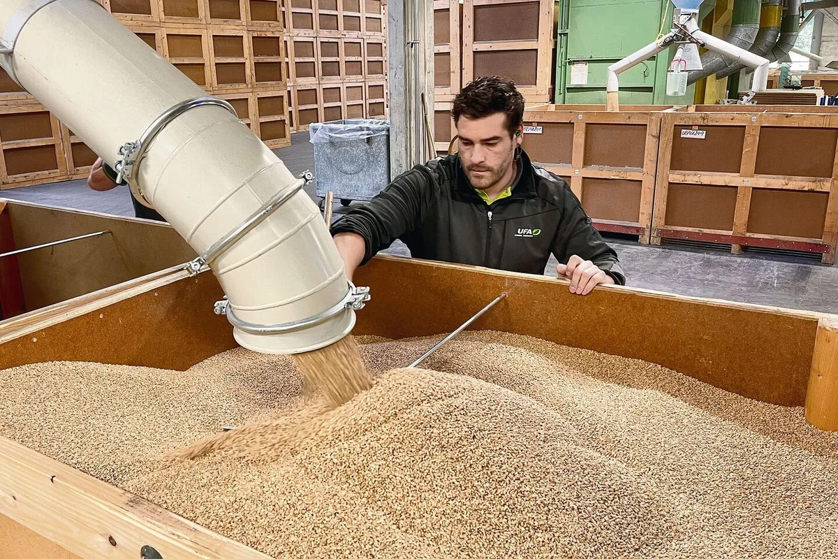 Die Frage wird in Zukunft an Bedeutung gewinnen: Behandelt man das Saatgut noch chemisch-synthetisch, oder nutzt man Alternativen wie beispielsweise die Dampfbehandlung?